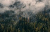 a cloud-covered forest