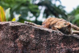 A cat relaxing on a rock
